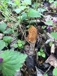 Böhmische Verpel, Foto 25