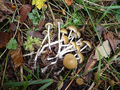 Böhmischer Kahlkopf, Foto 3