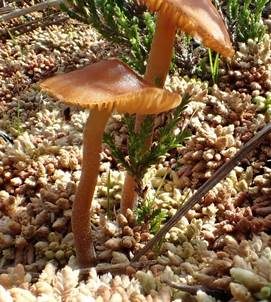 Torfmooshäubling, Foto 4