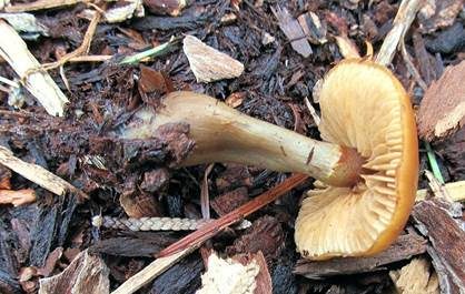 Überhäuteter Häubling, Foto 4