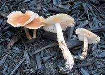 Üppiger Rübling, Foto 15