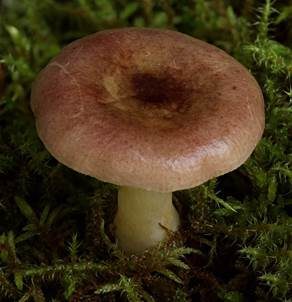 Vielfarbiger Täubling, Foto 2