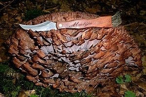 Vielgezonter Stielbecher, Foto 1