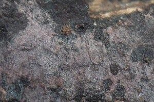 Violetter Flaumrindenpilz, Foto 1