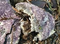 Violetter Myxomycetenpustelpilz, Foto 9