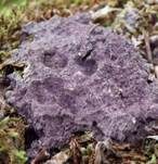 Violetter Myxomycetenpustelpilz, Foto 11