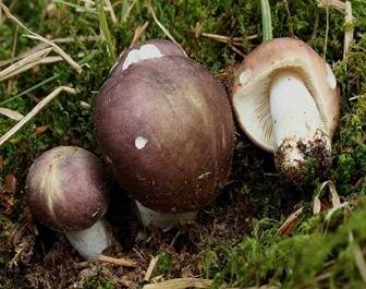 Violetter Reiftäubling, Foto 2