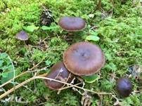 Violetter Rettichgürtelfuß, Foto 7