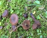 Violetter Rettichgürtelfuß, Foto 8