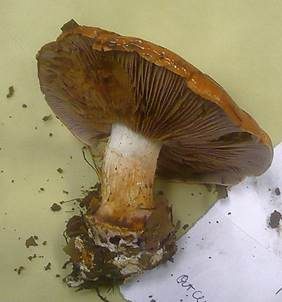 Violettgesäumter Klumpfuß, Foto 5