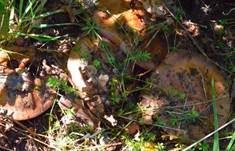 Violettrandiger Schleimkopf, Foto 16