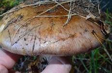 Violettrandiger Schleimkopf, Foto 20