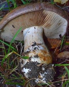 Violettrandiger Schleimkopf, Foto 4