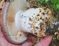 Violettrandiger Schleimkopf, Foto 24