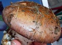 Violettrandiger Schleimkopf, Foto 28