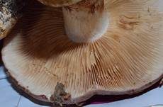 Violettrandiger Schleimkopf, Foto 31