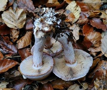 Violettrandiger Schleimkopf, Foto 6