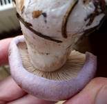 Violettrandiger Schleimkopf, Foto 50
