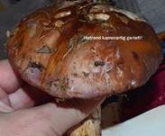 Violettrandiger Schleimkopf, Foto 7