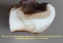 Violettrandiger Schleimkopf, Foto 58