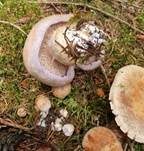 Violettrandiger Schleimkopf, Foto 62