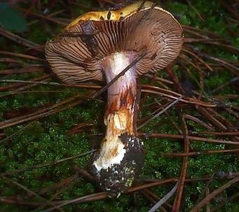 Violettstieliger Klumpfuß, Foto 4