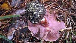 Violettstieliger Klumpfuß, Foto 5