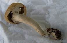 Voreilender Ackerling, Foto 24