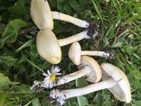 Voreilender Ackerling, Foto 10