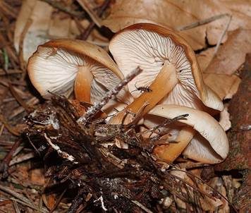 Waldfreundrübling, Foto 3