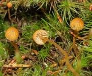 Wald-Mooshäubling, Foto 14
