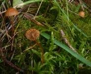 Wald-Mooshäubling, Foto 9