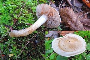 Walzensporiger Fälbling, Foto 1