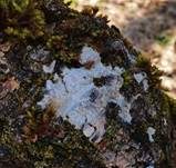 Braune Borstentramete, Foto 54