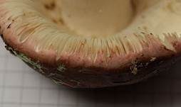 Weinroter Graustieltäubling, Foto 20