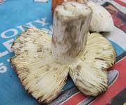 Weinroter Graustieltäubling, Foto 24