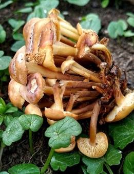 Weißblättriger Samtfußrübling, Foto 4