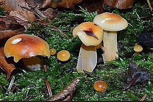 Weißblättriger Samtfußrübling, Foto 1