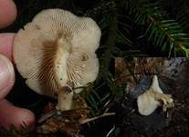Weißer Anistrichterling, Foto 27
