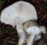 Weißer Büschel-Rasling, Foto 18