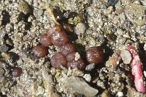 Brauner Sandkugeltrüffel, Foto 1