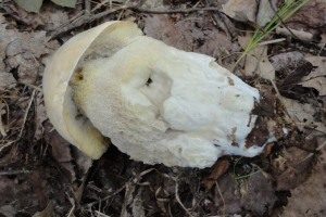 Weißer Schmarotzer Pustelpilz, Foto 1
