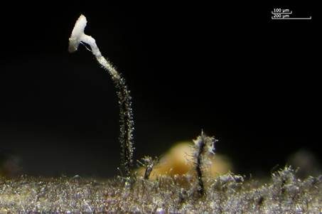 Weißes Stielscheibchen, Foto 2