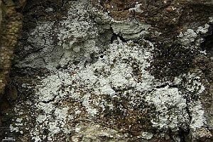 Weißgraue Lepraflechte, Foto 1