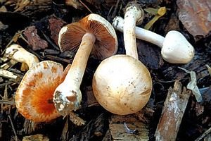 Weißroter Risspilz, Foto 1