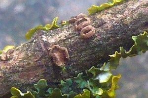 Brauner Astbecherling, Foto 1