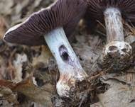Weißvioletter Dickfuß, Foto 14