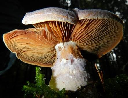 Weißvioletter Dickfuß, Foto 4