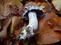 Weißvioletter Dickfuß, Foto 9