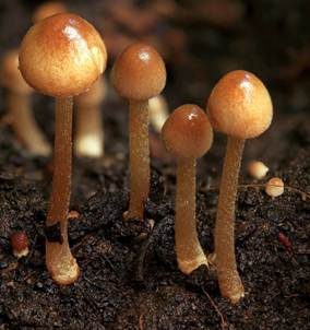 Weißwurzeliges Samthäubchen, Foto 4